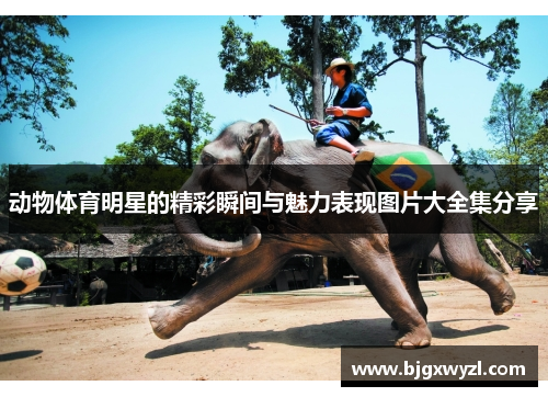 动物体育明星的精彩瞬间与魅力表现图片大全集分享